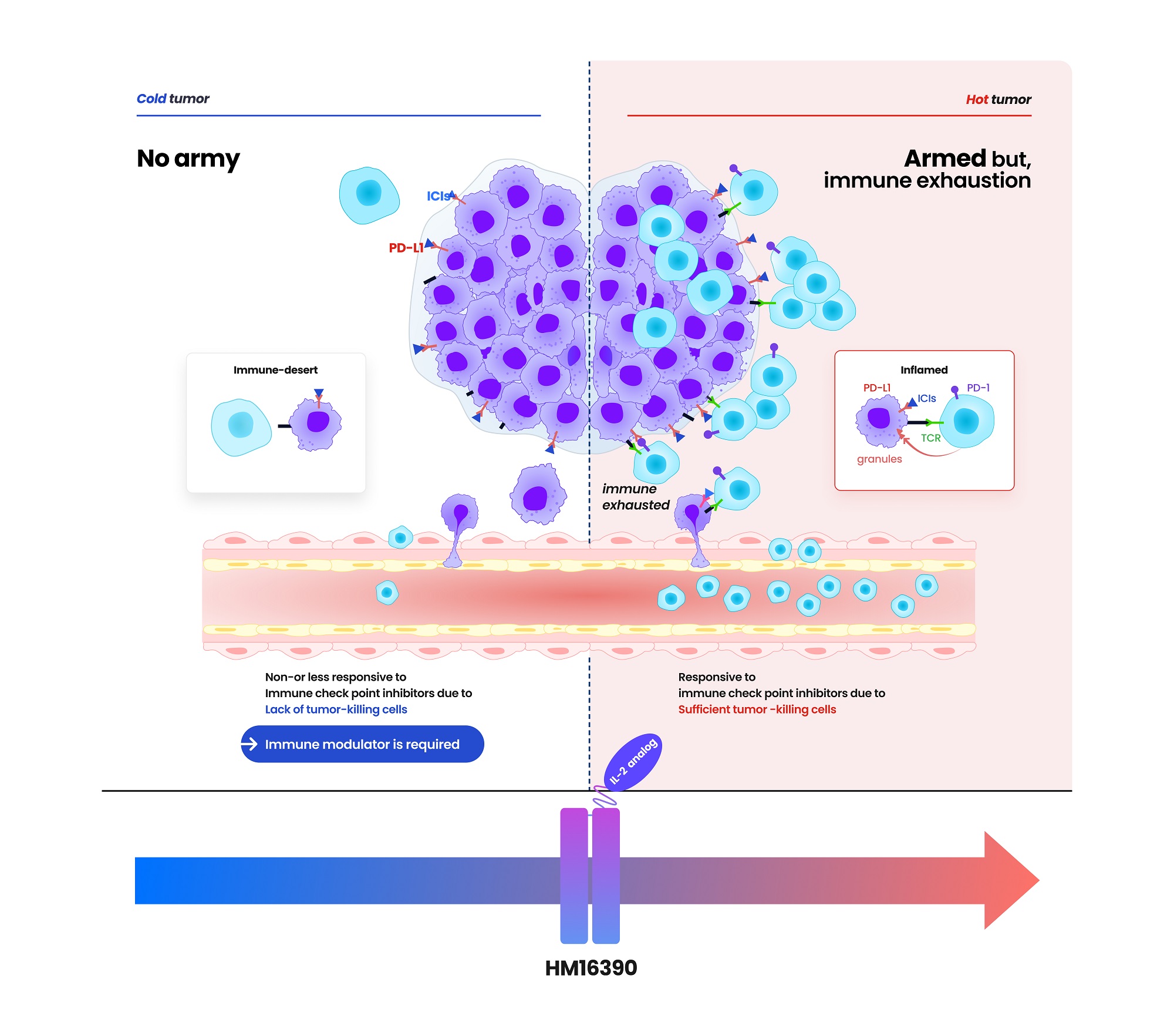 Mechanism of Action of HM16390 Featured on Hanmi Pharmaceutical's Website.jpg